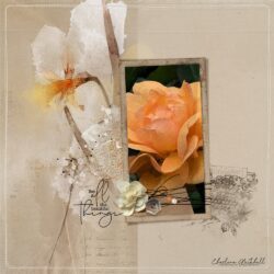 APPNarcissus-Rose-Charlene-1
