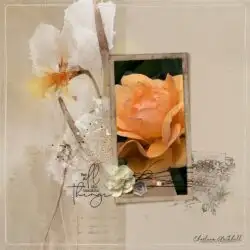 APPNarcissus-Rose-Charlene-1