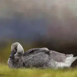 Can-Goose-Gossling-1