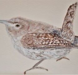 wren