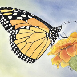 Monarch-with-Marigold