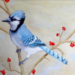 blue-jay